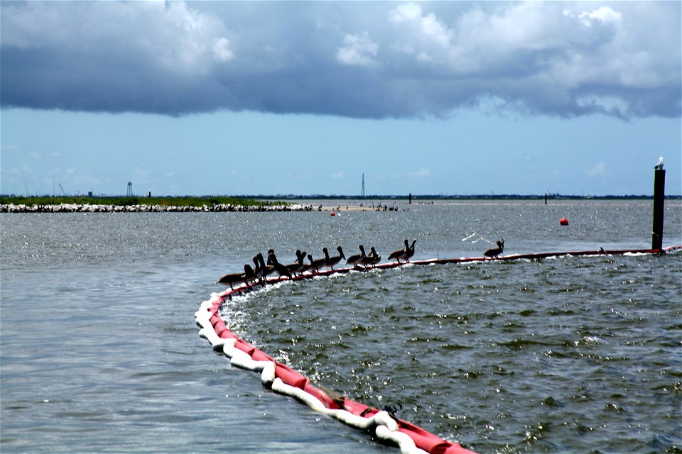 Brown pelicans perch on boom at Queen Bess Island, Louisiana, duirng BP oil spill response.