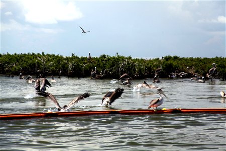 Brown pelicans at Mangrove Island near Grand Isle, La. Aug. 8, 2010 by Tom Mackenzie USFWS 8105 photo