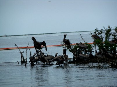 Photo by Steve Martarano, USFWS.