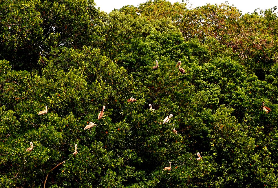 Pelikane in den Mangroven von Celestún (Yucatan)