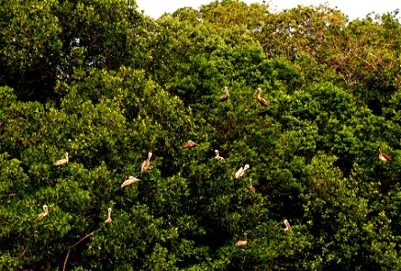 Pelikane in den Mangroven von Celestún (Yucatan)