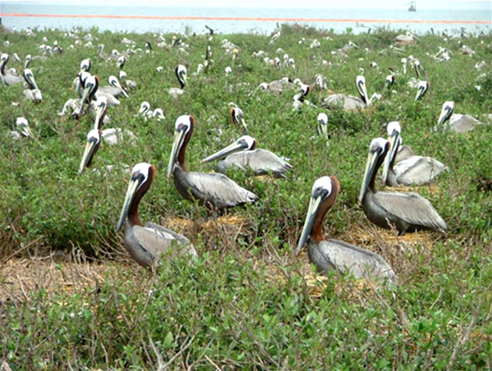 Pelicans at Rest, Louisiana, Gulf Coast Ecosystem Restoration images