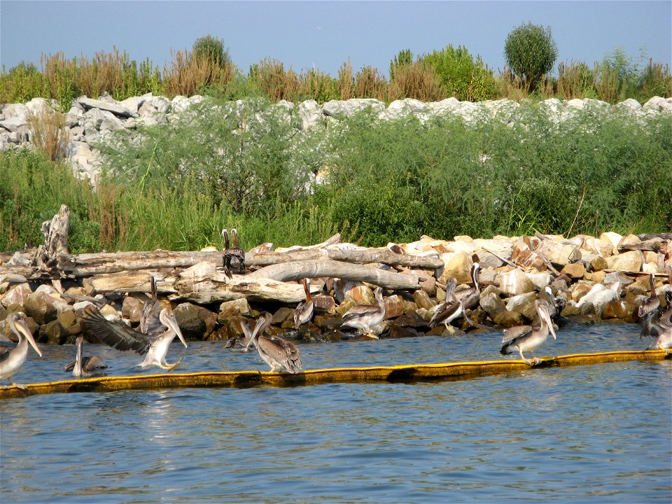 August 2010 - Gaillard Island, Alabama.  Pelicans sit on a hard boom washed ashore at Gaillard Island in Mobile Bay, Alabama.  Credit: Catherine J. Hibbard/USFWS www.fws.gov/home/dhoilspill/