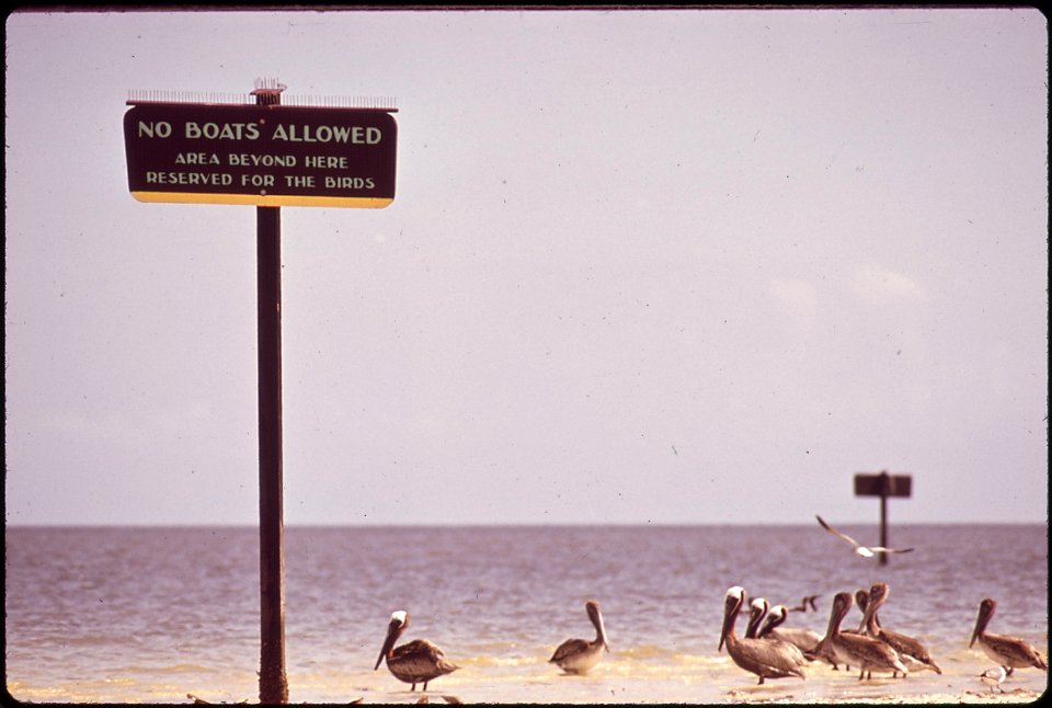 PELICANS ON LITTLE PAVILLON KEY AT 10,000 ISLANDS