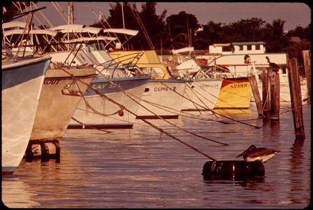 PELICAN SITS ON A MOORING AT THE MUNICIPAL BOAT DOCKS photo