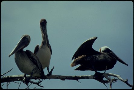 PELICANS RESTING IN MANGROVE TREES photo