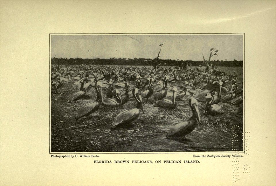 The American natural history; a foundation of useful knowledge of the higher animals of North America,