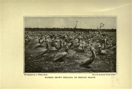 The American natural history; a foundation of useful knowledge of the higher animals of North America, photo