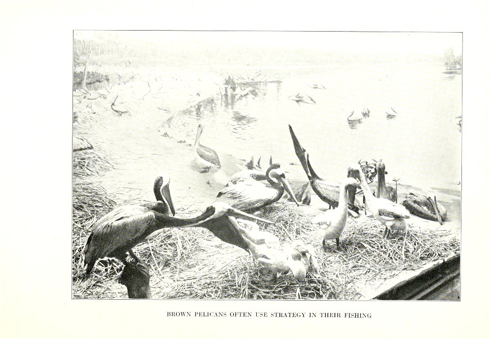 The human side of birds,  by Royal Dixon; with four illustrations in colours by S. H. Wainwright, jr., and with thirty-two illustrations from photographs.