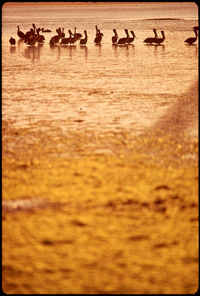 PELICANS AND SEA ALGAE ON THE ROGUE RIVER ESTUARY