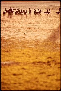 PELICANS AND SEA ALGAE ON THE ROGUE RIVER ESTUARY
