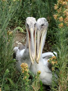 August 15, 2010 - Gaillard Island, Alabama.  Two juvenile pelicans with natal down sit on Gaillard Island in Mobile Bay, Alabama.  Credit: Catherine J. Hibbard/USFWS www.fws.gov/home/dhoilspill/