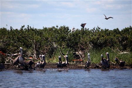 Brown pelican chicks on Mangrove Island by Tom MacKenzie USFWS aug 22 2010 photo