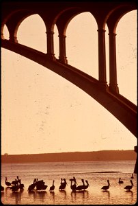 PELICANS BENEATH ROGUE RIVER BRIDGE