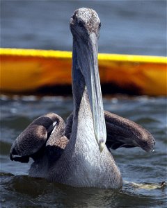 Brown pelican at Queen Bess Island, Louisiana, USA. photo