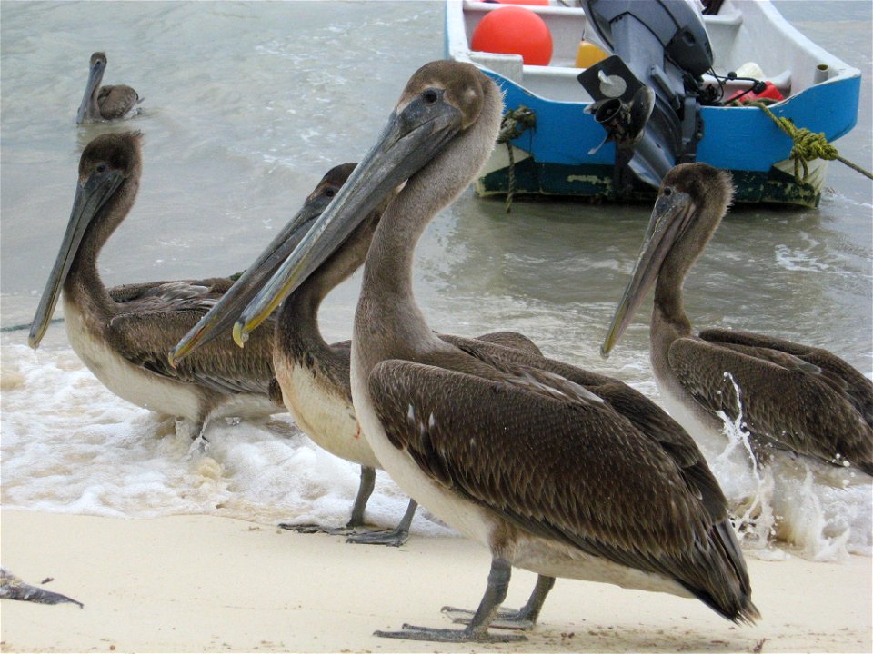 Brown pelicans at Playa del Carmen, Mexico