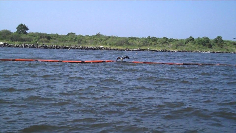 August 2010 - Mobile Bay Alabama.  A young pelican balances on a hard oil boom off the shore of Gaillard Island, an island made of silt dredged from Mobile Bay.  Credit: Catherine J. Hibbard/USFWS.  w