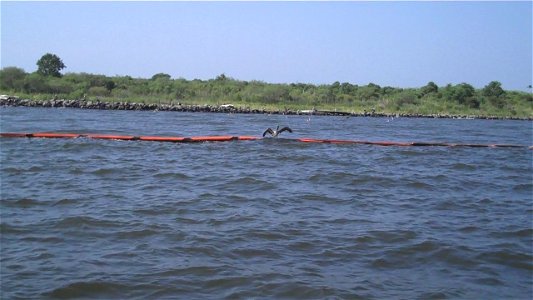 August 2010 - Mobile Bay Alabama.  A young pelican balances on a hard oil boom off the shore of Gaillard Island, an island made of silt dredged from Mobile Bay.  Credit: Catherine J. Hibbard/USFWS.  w