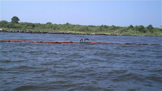 August 2010 - Mobile Bay Alabama. A young pelican balances on a hard oil boom off the shore of Gaillard Island, an island made of silt dredged from Mobile Bay. Credit: Catherine J. Hibbard/USFWS. w photo