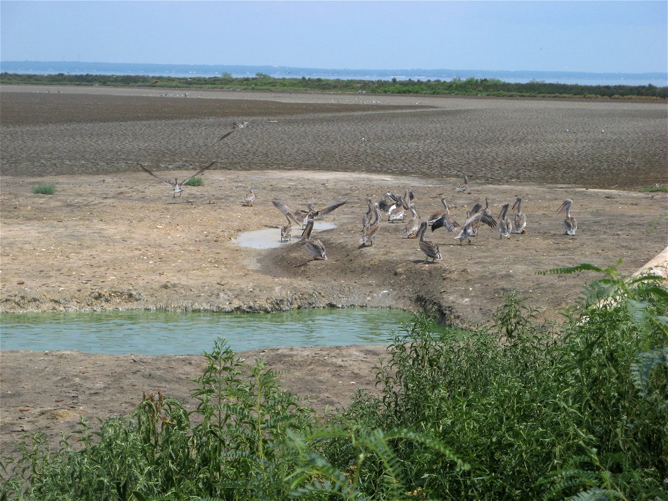 August 15, 2010 - Mobile Bay Alabama.  Juvenile brown pelicans rest in the interior of Gaillard Island.  Credit: Michael Assenmacher, USFWS.  www.fws.gov/home/dhoilspill/