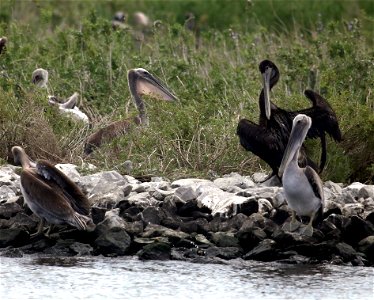 Oiled pelican on Queen Bess Island, Louisiana, USA photo