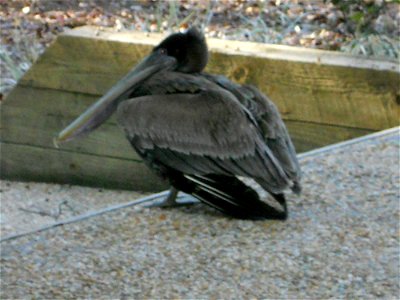 Unusual sighting of a Brown Pelican on a sidewalk in Myrtle Beach. Pelicans do not typically frequent the highly populated condominium complex in which this Pelican was photographed. photo