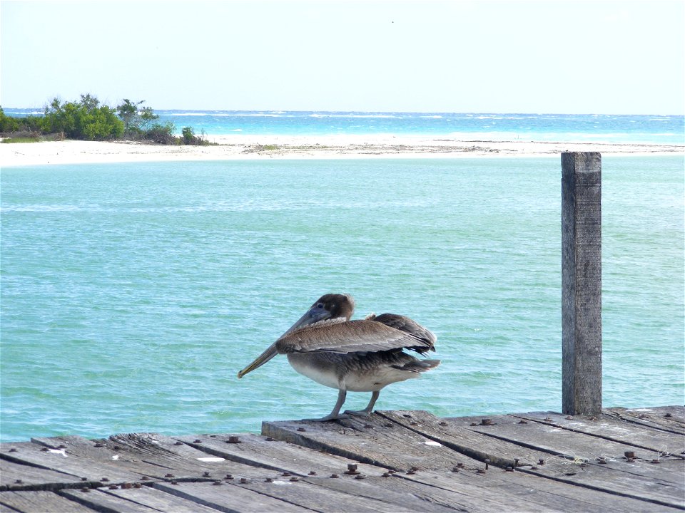 Un pelícano descansando en un puente, en la desembocadura de un río en el océano, en la reserva de Sian Ka´an, Quintana Roo, Mexico