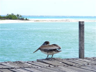 Un pelícano descansando en un puente, en la desembocadura de un río en el océano, en la reserva de Sian Ka´an, Quintana Roo, Mexico photo