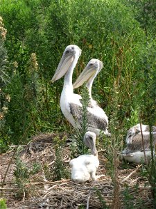 August 15, 2010 - Gaillard Island, Alabama. A pelican chick sits in a nest on Gaillard Island in Mobile Bay, Alabama with older juveniles in the background. Credit: Catherine J. Hibbard/USFWS www. photo
