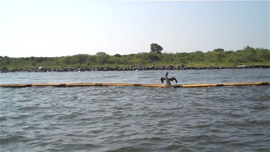 August 2010 - Mobile Bay Alabama.  A young pelican balances on a hard oil boom off the shore of Gaillard Island, an island made of silt dredged from Mobile Bay.  Credit: Catherine J. Hibbard/USFWS.  w