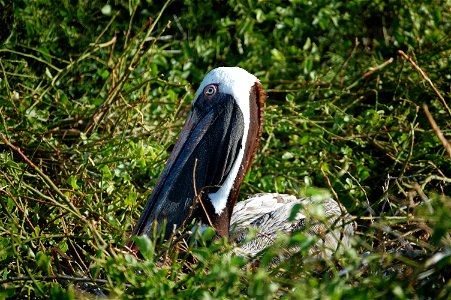 Pelican in nesting area. Ecuador, Galapagos Islands.