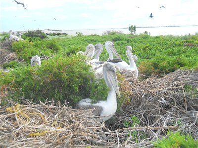 Brown pelicans at a dredge spoils island owned by the State of North Carolina called "Pelican Island" near Pea Island National Wildlife refuge. One of the most popular Wings Over Water field trips tak photo