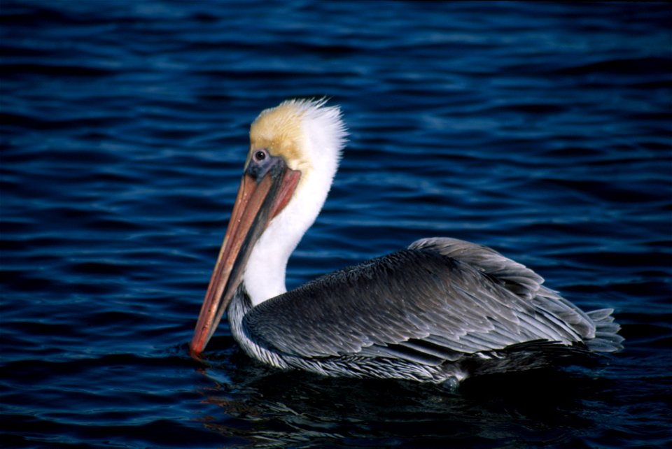 Pelecanus occidentalis NBII