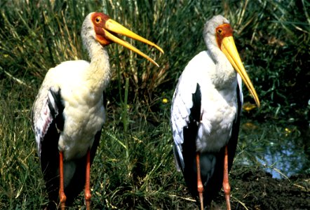 Yellow-billed Storks (Mycteria ibis)