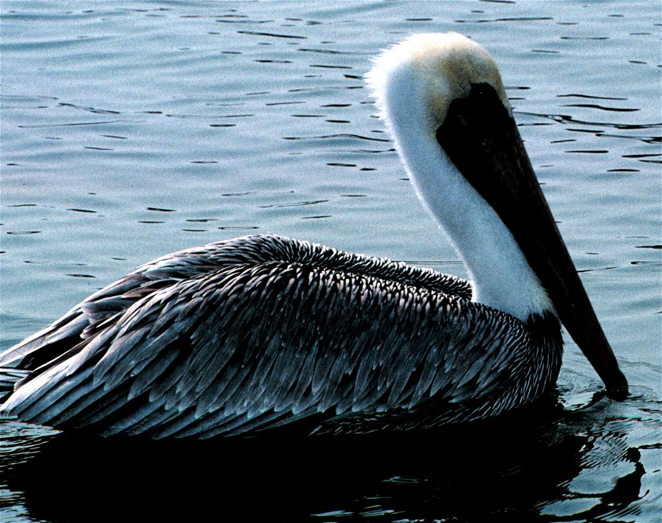 A single Brown Pelican rests on the water in Tampa Bay. Brown Pelicans are one of the species that benefit from the monofilament clean-up that is organized yearly by Tampa Baywatch. Brown Pelicans and