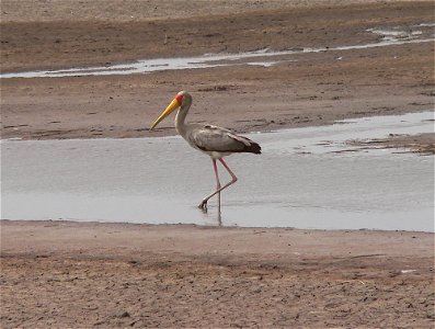 Mycteria ibis This photo was taken by Christiaan Kooyman on 2 July 2005 near Kerewan, The Gambia.