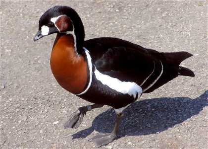 Red-breasted Goose Branta ruficollis at the Wildfowl and Wetlands Trust, Slimbridge, Gloucestershire, England. photo