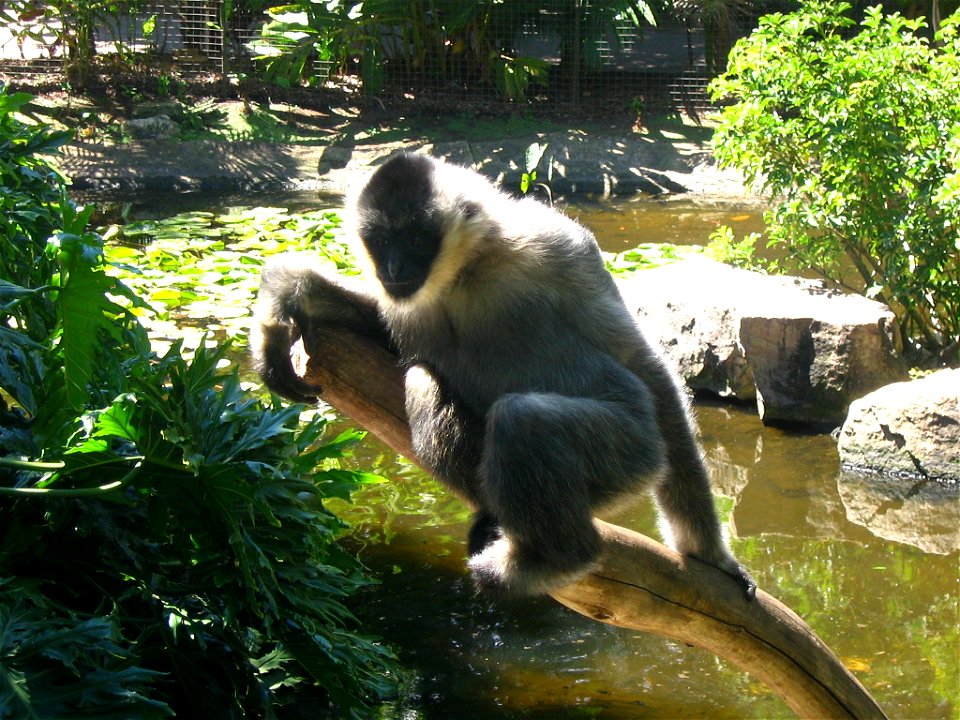 This was taken at the Adelaide Zoo in October 2006.