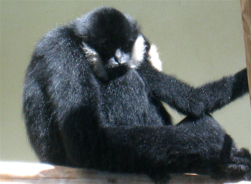 Photo of a male White Cheeked Gibbon, holding a child, taken at the Toledo Zoo.