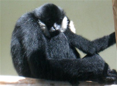 Photo of a male White Cheeked Gibbon, holding a child, taken at the Toledo Zoo. photo