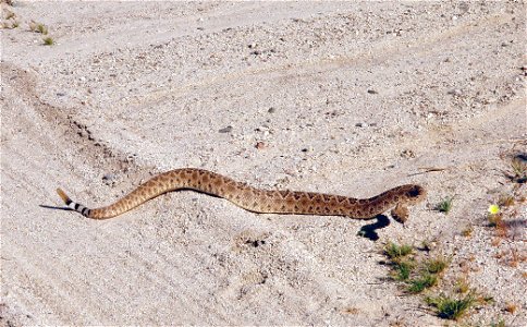 Rattlesnake, Joshua Tree National Park. NPS/Stacy Manson photo