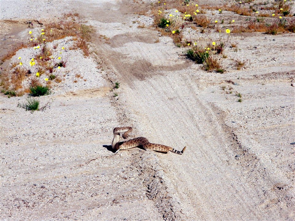 Rattlesnake, Joshua Tree National Park. NPS/Stacy Manson