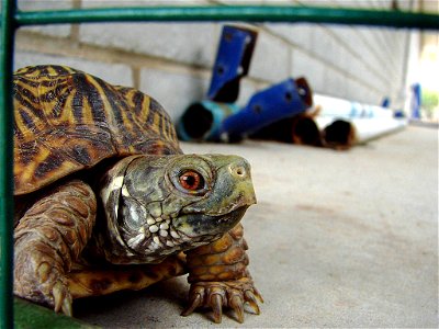 This is a confirmed male Desert Box Turtle. He was raised from a hatch-ling, and has fathered at least one clutch. His parents were rescued from highway 180, trying to cross the road in heavy traffic.