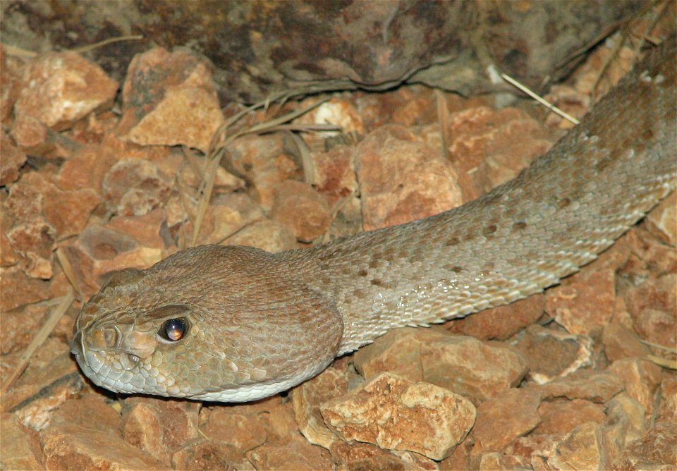 Red Diamondback Rattlesnake - Crotalus exsul