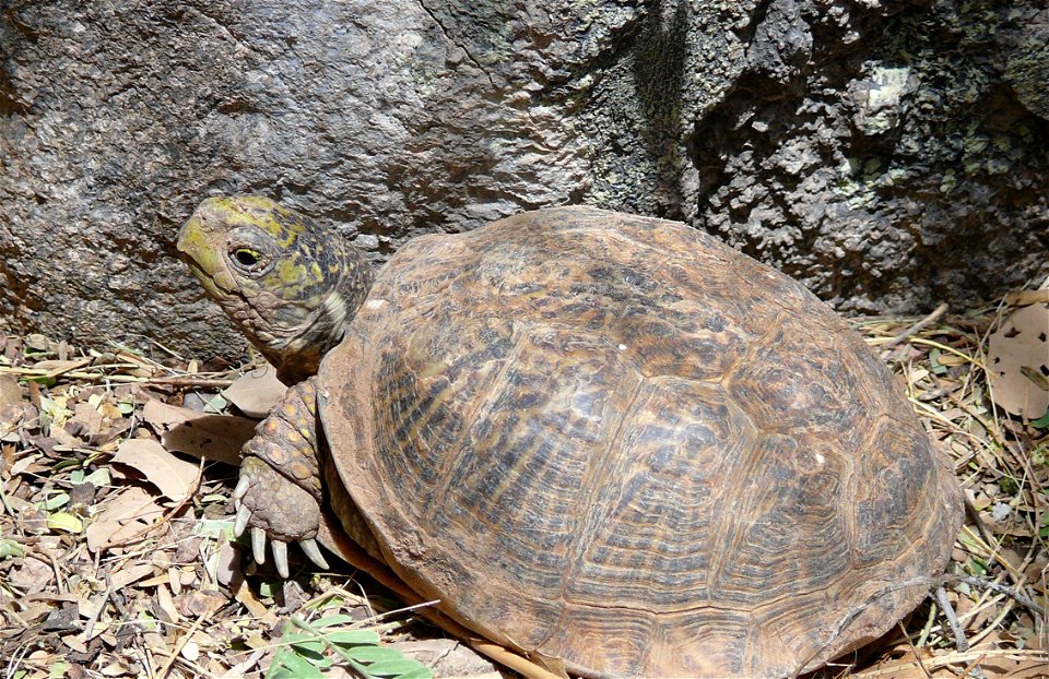 Desert Box Turtle (Terrapene ornata luteola).  Photo taken at the Arizona Sonoran Desert Museum, Tucson, AZ