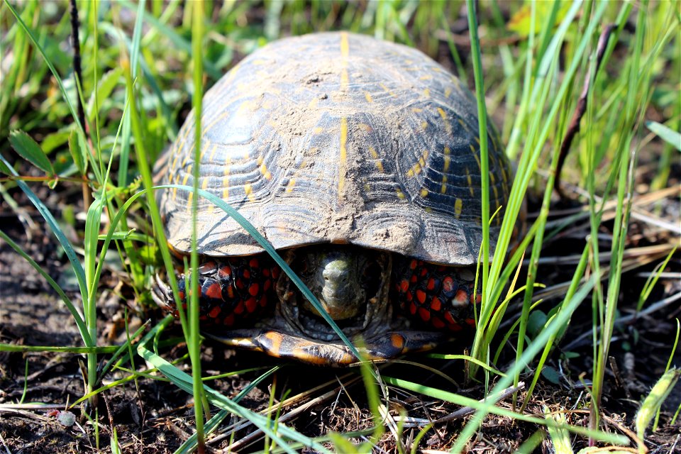 The Upper Midwest Riverine Turtle Habitat Improvement project was initially funded in 2014 by the Service's State Wildlife Grant Program to improve nesting success, reduce adult turtle mortality, impr