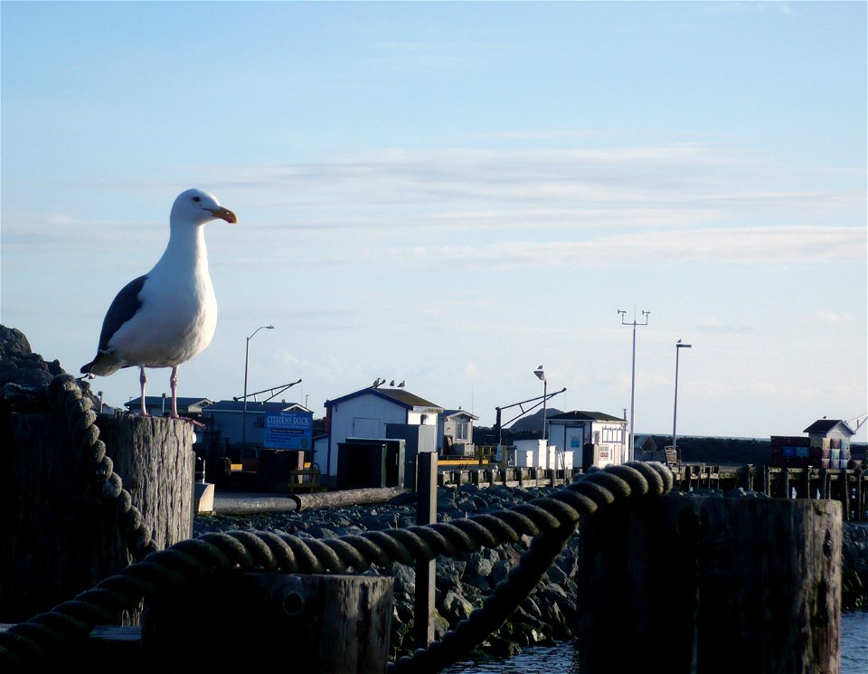 A Western Gull Larus occidentalis overlooks the inner harbor and Citizens Dock, Crescent City California.