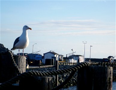 A Western Gull Larus occidentalis overlooks the inner harbor and Citizens Dock, Crescent City California.