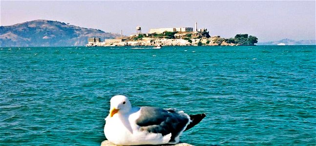 Alcatraz Island gull photo