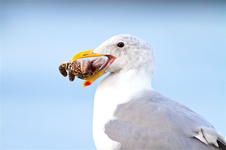 A Western Gull (Larus occidentalis) thinking about eating a starfish.